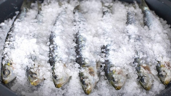 Sardinas a la sal Sardinas a la sal