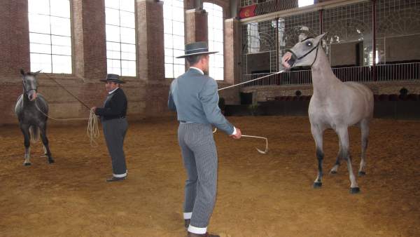 Trabajo con caballos en Caballerizas Reales Trabajo con caballos en Caballerizas Reales