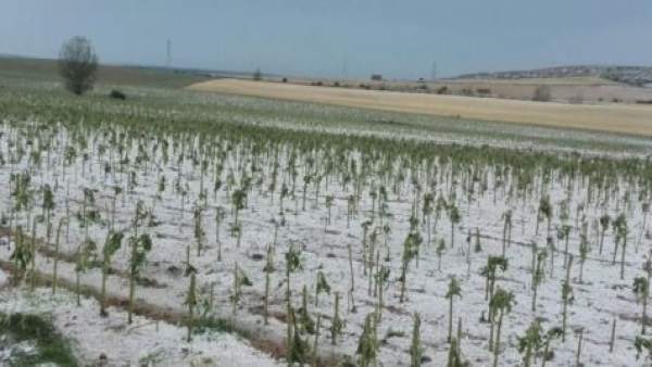 Una tierra afectada por el pedrisco en Palencia 17-7-2018 Una tierra afectada por el pedrisco en Palencia 17-7-2018