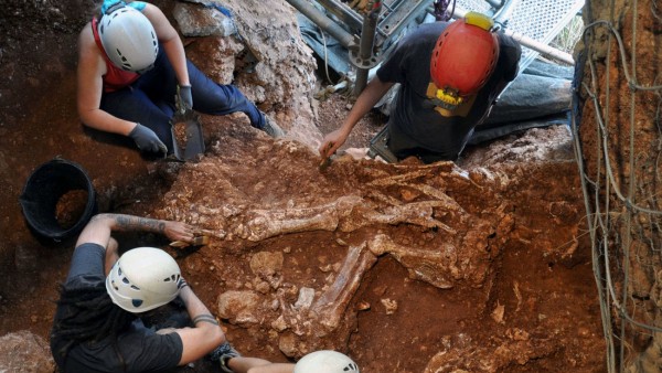 Descubren en Castelldefels el esqueleto de una especie extinguida de rinoceronte Descubren en Castelldefels el esqueleto de una especie extinguida de rinoceronte