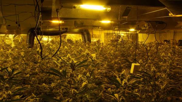 Detenidos cuatro miembros de un grupo criminal con 900 plantas de marihuana Detenidos cuatro miembros de un grupo criminal con 900 plantas de marihuana