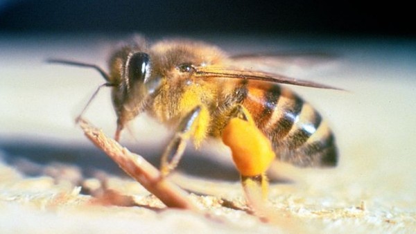 Avispa africana Avispa africana