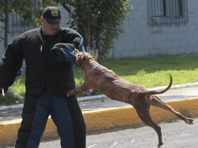 Perro carcelario
