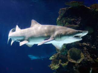 Tiburón toro