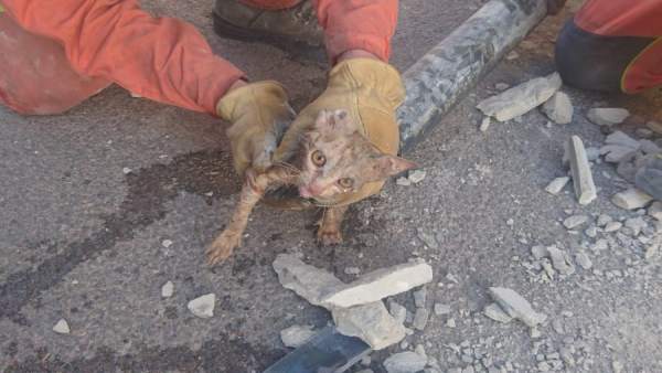 Gato rescatado en Cheste (Valencia) Gato rescatado en Cheste (Valencia)