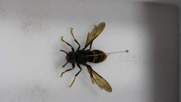 Avispa asiática Avispa asiática