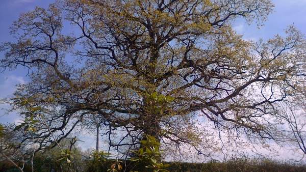 Roble, árbol, primavera Roble, árbol, primavera