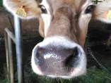 Vaca (Foto archivo)