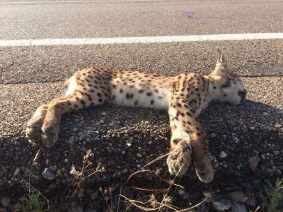 Cría de lince atropellada en una imagen de archivo