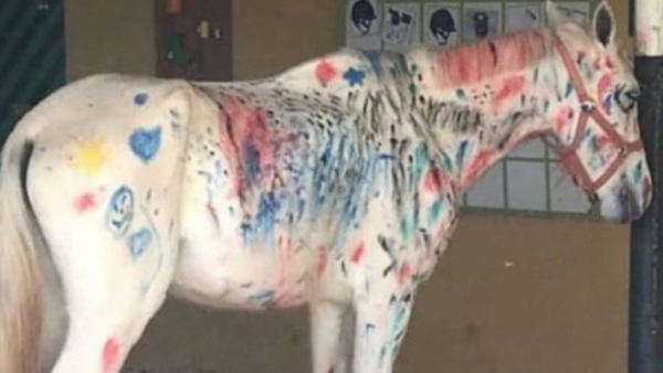 Caballo pintado Caballo pintado