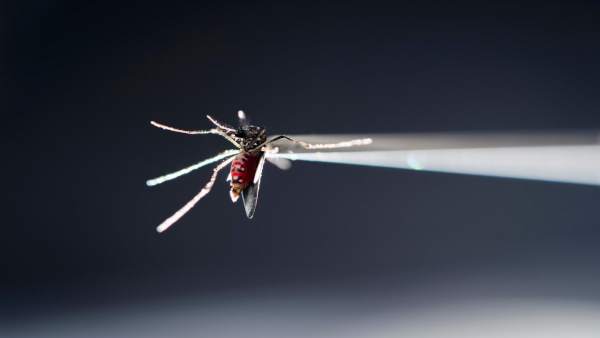 Mosquito Aedes aegypti zika Mosquito Aedes aegypti zika