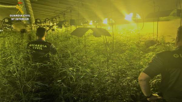 Plantación de marihuana en Casas de don Gómez Plantación de marihuana en Casas de don Gómez