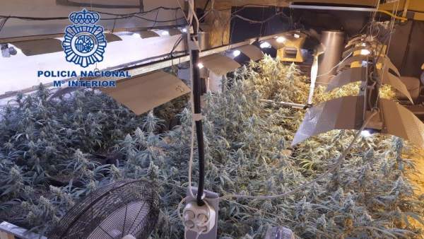 Plantas dentro de la nave alquilada en Elche Plantas dentro de la nave alquilada en Elche