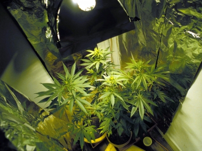 Cannabis