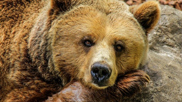 Oso pardo Oso pardo