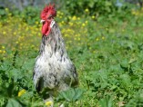 Gallina andaluza azul