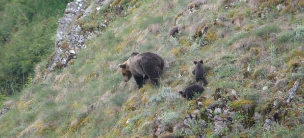 Osa con unas crías