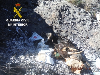 Zanja con cadáveres de animales