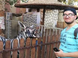 Foto de un visitante frente a uno de los burros que ha sido pintado para que parezca una cebra
