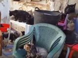 Gatos