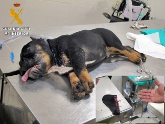 Imagen del perro