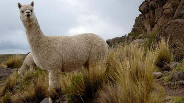 Alpacas Alpacas