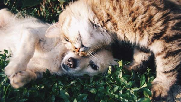 ¿Cómo afecta la ola de calor a los perros y gatos? Consecuencias y recomendaciones ¿Cómo afecta la ola de calor a los perros y gatos? Consecuencias y recomendaciones