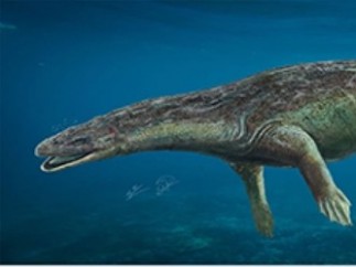 Paludidraco multidentatus