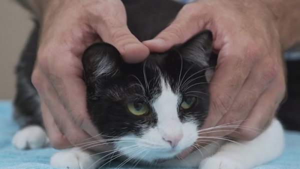 Gato Gato