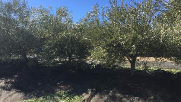 Olivar Olivar