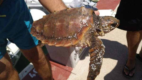 La tortuga boba localizada La tortuga boba localizada