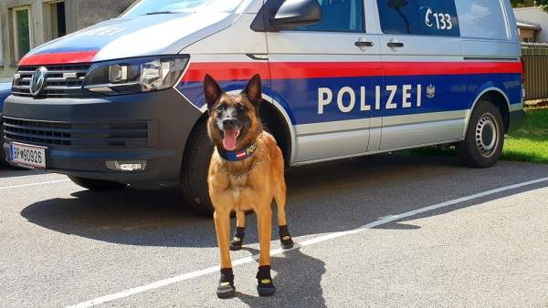 Perro Policía Perro Policía