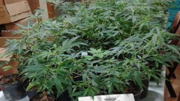 Plantas de marihuana Plantas de marihuana
