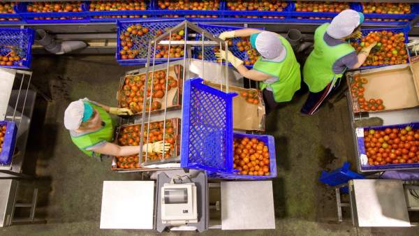 Trabajadoras del sector del manipulado envasan tomate Trabajadoras del sector del manipulado envasan tomate