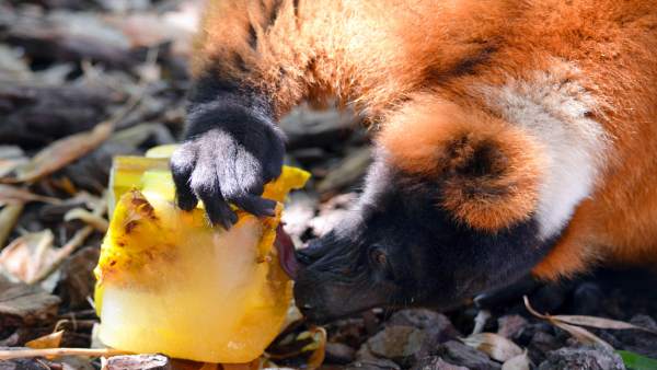 Lemur comiendo helado Lemur comiendo helado