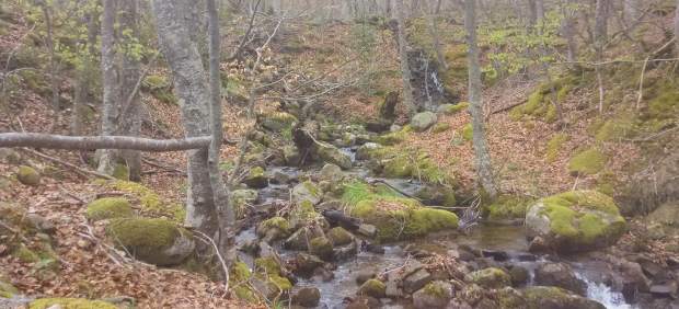 Parque Natural de Sierra Cebollera hayedo