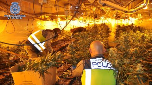 Desmantalada plantación de marihuana Desmantalada plantación de marihuana