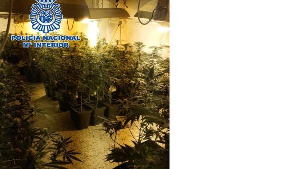 Plantación de marihuana desmantelada Plantación de marihuana desmantelada