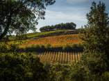Viñedos