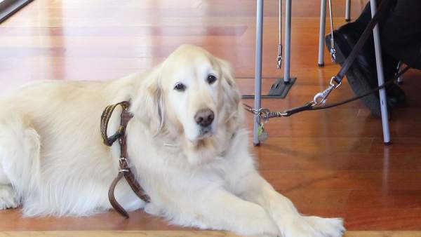 Perro guía Perro guía