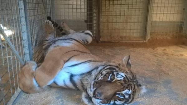 Tigre Tigre