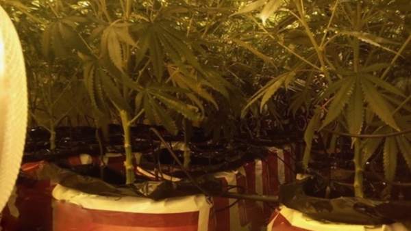Plantas intervenidas Plantas intervenidas