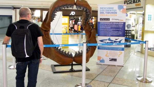Muestra de la boca de un carcharocles megalodon Muestra de la boca de un carcharocles megalodon