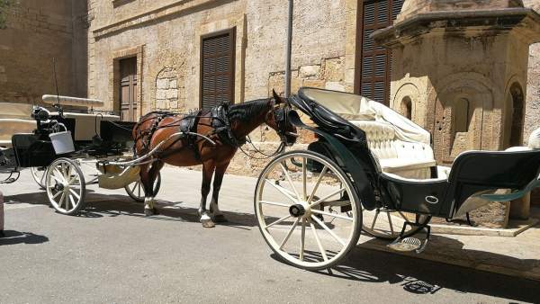 Caballos de las calesas de Palma al sol en la zona de la Catedral Caballos de las calesas de Palma al sol en la zona de la Catedral