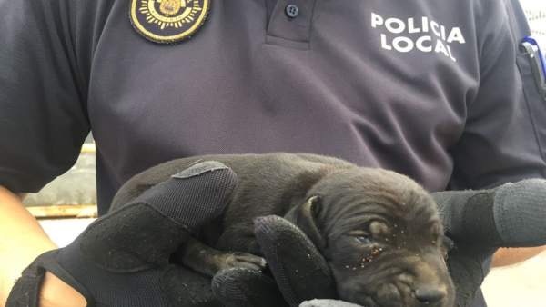 Uno de los cachorros rescatados Uno de los cachorros rescatados