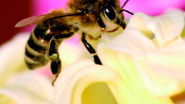 Abeja Abeja