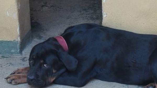 Perro en adopción, Son Reus, animales, abandonado Perro en adopción, Son Reus, animales, abandonado