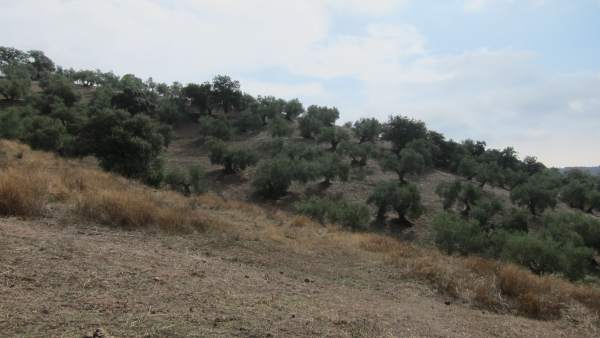 Olivar de sierra Olivar de sierra