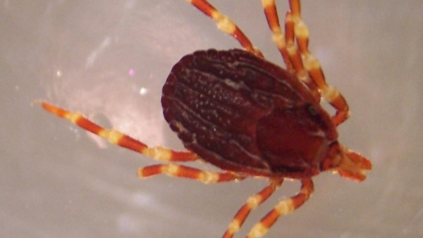 Garrapata Garrapata