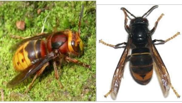 Diferencia entre avispón gallego (izqda) y avispa invasora asiática (drcha) Diferencia entre avispón gallego (izqda) y avispa invasora asiática (drcha)